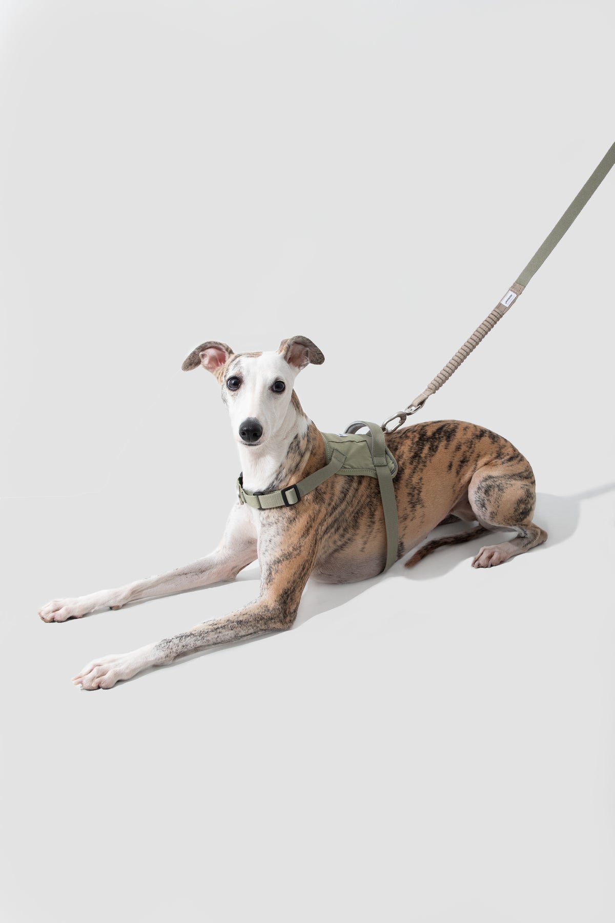 TrailFlex Shock-Absorbing Dog Leash – Hands-Free Bungee & Multi-Way Walking Leash