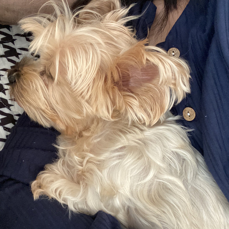 A moment with my dog