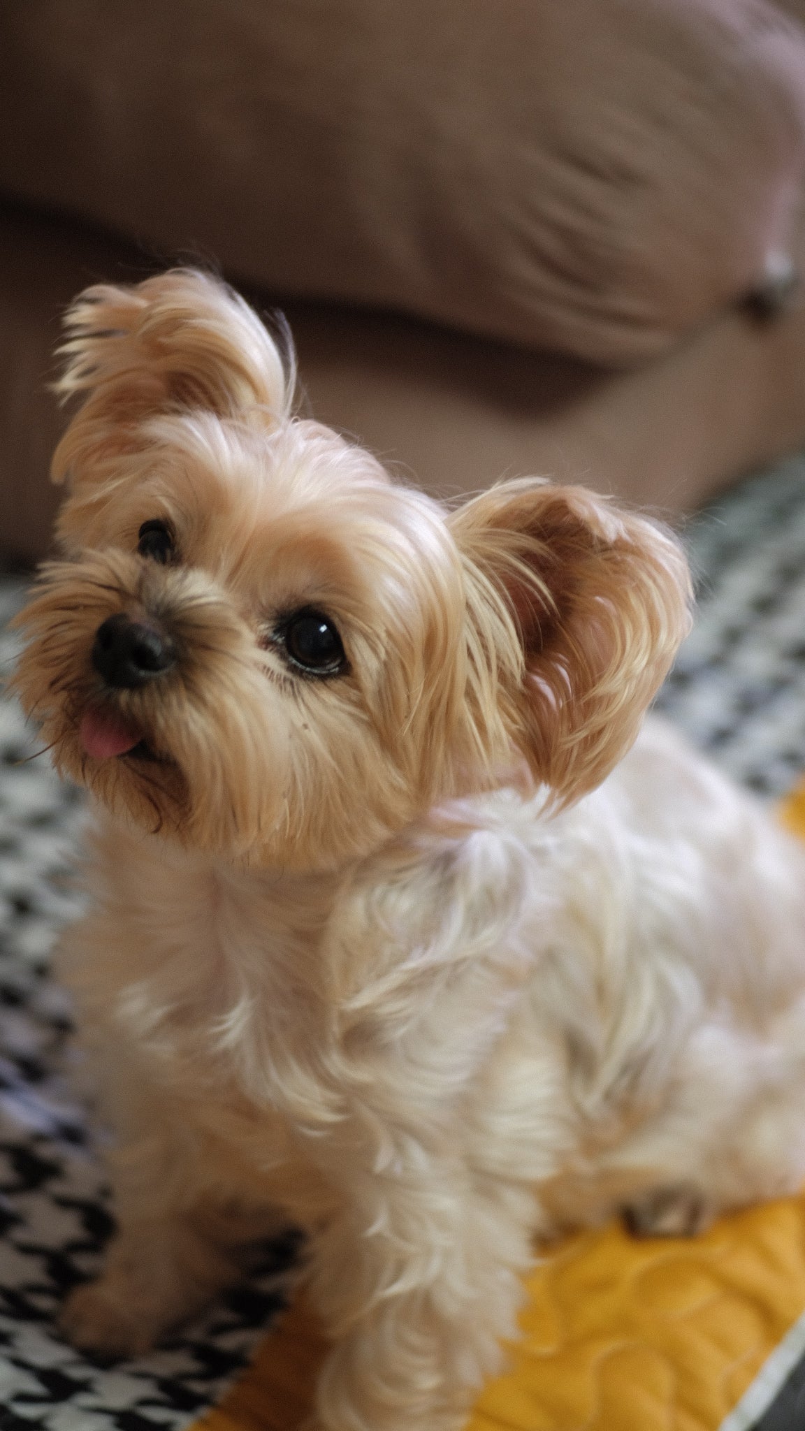 Pet, artwork, or moment that inspired the brand