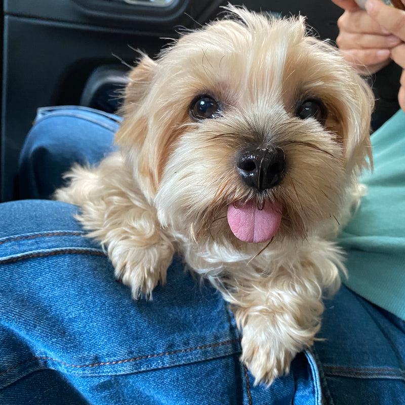 A moment with my dog